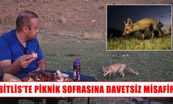 Bitlis’te piknikçilerin sofrasına tilki misafir oldu