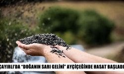 Çayırlı’da ayçiçeği tarlalarında hasat mesaisi başladı