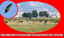 Muş Ovası’nda leyleklerin göç hazırlığı başladı