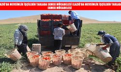 Elazığ’da mevsimlik işçilerin sıcak altında ekmek mücadelesi