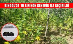 Bingöl’de jandarmadan uyuşturucu operasyonu: 19 bin kök kenevir ele geçirildi