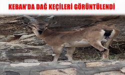 Keban’da dağ keçileri ilçe merkezine yakın bölgede görüntülendi