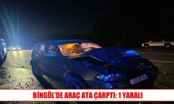 Bingöl’de Otomobilin Çarptığı At Telef Oldu: 1 Yaralı