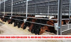 Besilik erkek sığır ithalatında 2027 planı: 480 bin baş