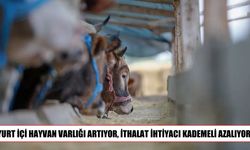 Hayvancılıkta yeni dönem: ithalat kademeli olarak geriliyor