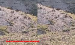 Elazığ’da domuzlar sürü halinde görüntülendi