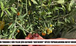Çin Tıbbının 2 bin yıllık meyvesi Goji Berry, Bitlis topraklarında yetiştirildi