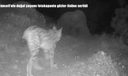 Tunceli'nin doğal yaşamı fotokapanla gözler önüne serildi