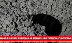 Kedinin fareyle oyunu Van Gölü sahilinde tebessüm ettirdi