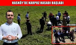 Hasköy’de karpuz hasadı başladı: Hedef 2 bin 500 ton