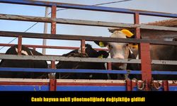 Canlı hayvan nakil yönetmeliğinde değişiklik yapıldı