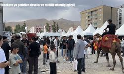 Yüksekova’ya getirilen develer ve midilli atları ilgi gördü