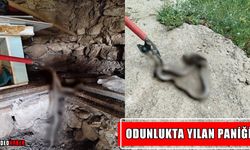 Muş’ta odunluğa giren yılan itfaiyeyi alarma geçirdi