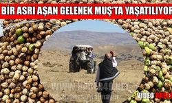Muş’ta 111 yıllık imece geleneği ile ceviz hasadı başladı