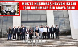 Muş’ta küçükbaş hayvan ıslahı projesi masaya yatırıldı