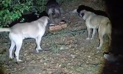 Köpeklerin havlamasına aldırmayan ayı, yemeğini sakince yedi