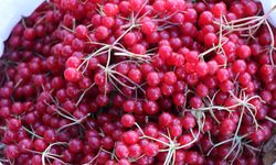 Erzincan’da "gençlik iksiri" olarak bilinen gilaburu tezgahlarda