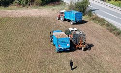 Erzincan’da şeker pancarı hasadı başladı