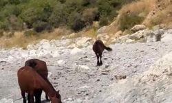 Van kırsalında yılkı atları görüntülendi