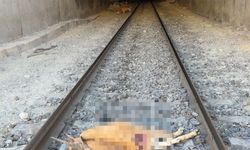Tren, tünele giren dağ keçilerine çarptı