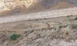 Tarihi kalede dağ keçileri görüldü