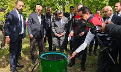 Ceviz hasadı başladı
