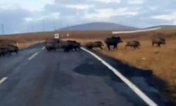 Kars'ta domuz sürüsü görüntülendi