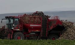 Akyaka Kaymakamı Demirtaş, şeker pancarı hasadına katıldı