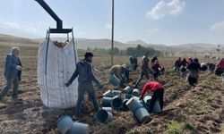 Patnos topraklarında yetişiyor, Cips fabrikalarına gidiyor