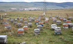 Ardahan’da bal hasadı tamamlandı, arıcılar 2027 sezonuna hazırlanıyor