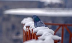 Erzurum türkülerinde güvercin ve turna neyi simgeliyor?