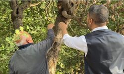 Yüksekova’da “Yetişmez” denilen Antep fıstığı 50 yıldır meyve veriyor
