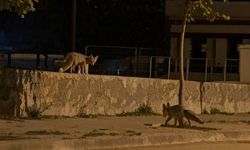 Erzincan’da tilkiler şehir merkezinde, ayılar köylerde görüldü