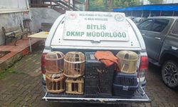 Bitlis’te kaçak avlanan keklikler doğaya bırakıldı