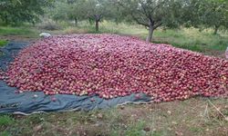 Malatya’da elmada verimli sezon