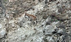 Tunceli'de nesli tükenme tehlikesi altında olan dağ keçisi görüntülendi