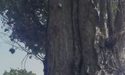 Elazığ’da sincapların ceviz mesaisi güldürdü