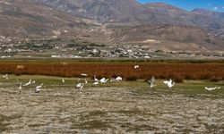 Erzincan Kuş Cenneti’nde göç öncesi son görüntüler
