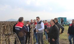 80 dönümlük tarlada ayçiçeği hasadı
