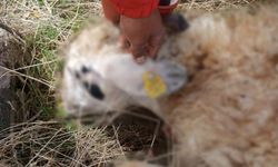 Tunceli’de kurt saldırısı: 14 koyun telef oldu
