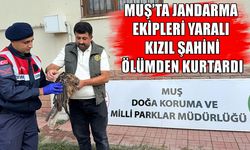 Muş’ta yaralı Kızıl Şahin jandarma sayesinde hayat buldu