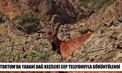 Tortum’da yaban hayatından dikkat çeken görüntü
