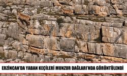 Munzur Dağları’nın yaban keçileri drone ile görüntülendi