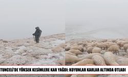 Ovacık’ta kar sürprizi: Koyunlar beyaz örtü altında otladı