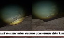 Elazığ’da nadir görülen su samuru gece saatlerinde görüntülendi
