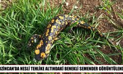 Kemah’ta nadir görülen benekli semender ortaya çıktı