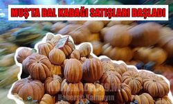 Muş’ta bal kabağı sezonu açıldı