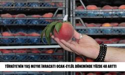 Türk meyvelerine yurt dışından yoğun talep