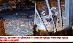 Bahçeye girmek isteyen yaban domuzu kapıya saldırdı