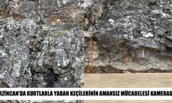 Kurtlarla yaban keçileri arasında nefes kesen kovalamaca